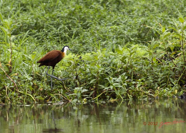 184 LOANGO Inyoungou Riviere Oiseau Jacana a Poitrine Doree Actophilornis africana 12E5K2IMG_79354wtmk.jpg
